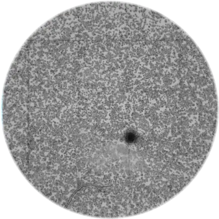 PiNet scanning a microscopy time-lapse of a cell culture well and revealing the extracted network: blue links between red junctions